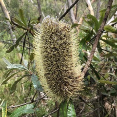Banksia serrata