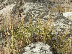 Dactylis glomerata hispanica
