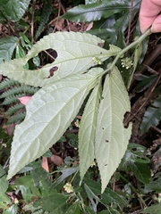 Elatostema reticulatum