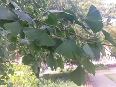 Ginkgo biloba