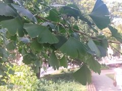 Ginkgo biloba