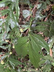 Elatostema reticulatum