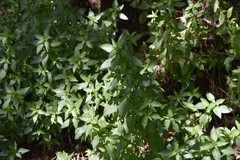Mercurialis annua