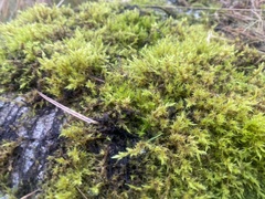 Calliergonella cuspidata