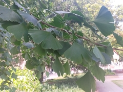 Ginkgo biloba