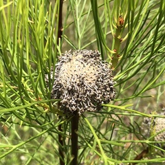 Isopogon anethifolius