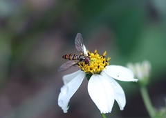Episyrphus balteatus