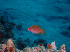 Paracheilinus octotaenia