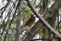 Turdus hortulorum