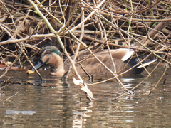 Anas platyrhynchos × zonorhyncha