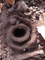 Pheidole sykesii