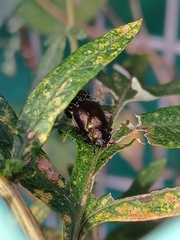 Chrysolina aurichalcea