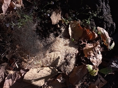Pheidole sykesii