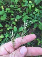 Elymus macgregorii