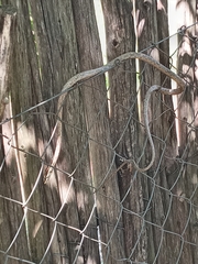 Thelotornis capensis