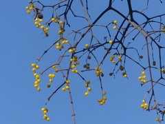 Loranthus europaeus
