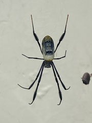 Trichonephila fenestrata