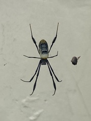 Trichonephila fenestrata