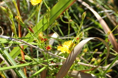 Hypericum lalandii