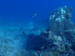 Oxycheilinus digramma