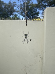 Trichonephila fenestrata