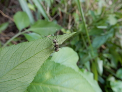 Myrma