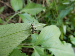 Myrma