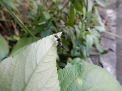 Myrma