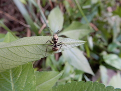 Myrma