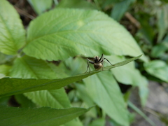 Myrma