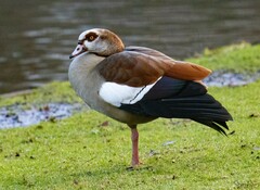 Alopochen aegyptiaca