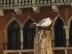 Chroicocephalus ridibundus