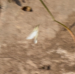 Leptosia nina