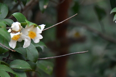 Camellia sinensis
