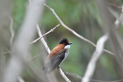 Hemixos castanonotus