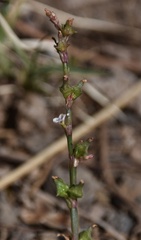 Rumex spinosus