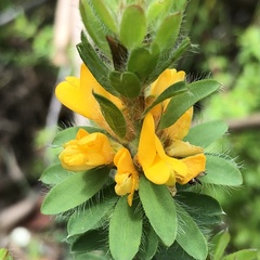 Pultenaea tuberculata