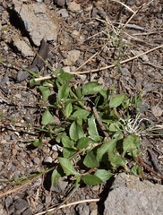 Rumex spinosus