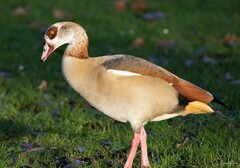 Alopochen aegyptiaca