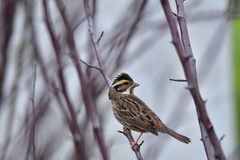 Emberiza chrysophrys