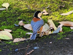 Sittiparus varius varius