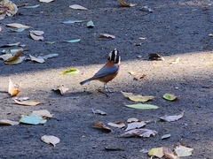 Sittiparus varius varius