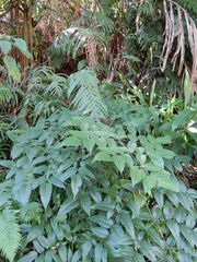 Aralia armata