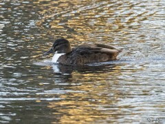 Anas platyrhynchos domesticus