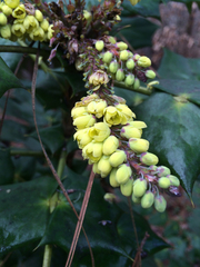 Berberis bealei