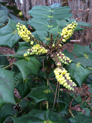 Berberis bealei