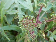 Aralia armata