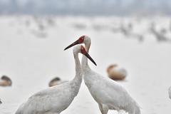 Leucogeranus leucogeranus