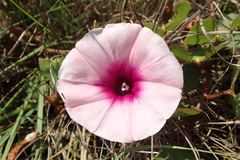 Ipomoea bathycolpos