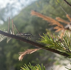 Rhinotia suturalis